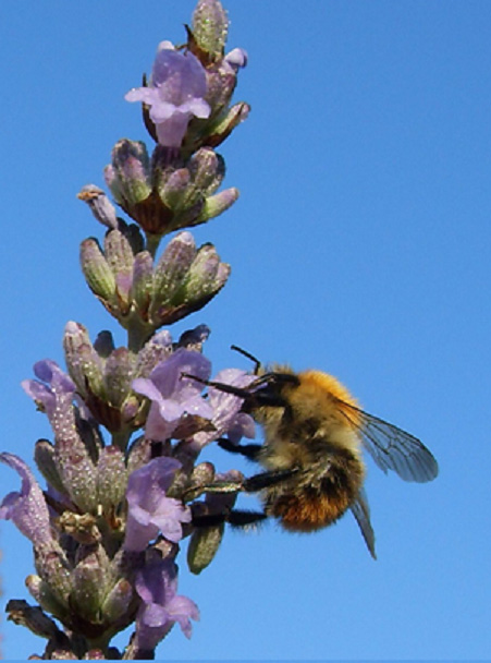Carder bee